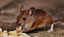 24 Hour & Emergency Exterminators in Lamont, ID